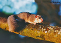 Glis glis